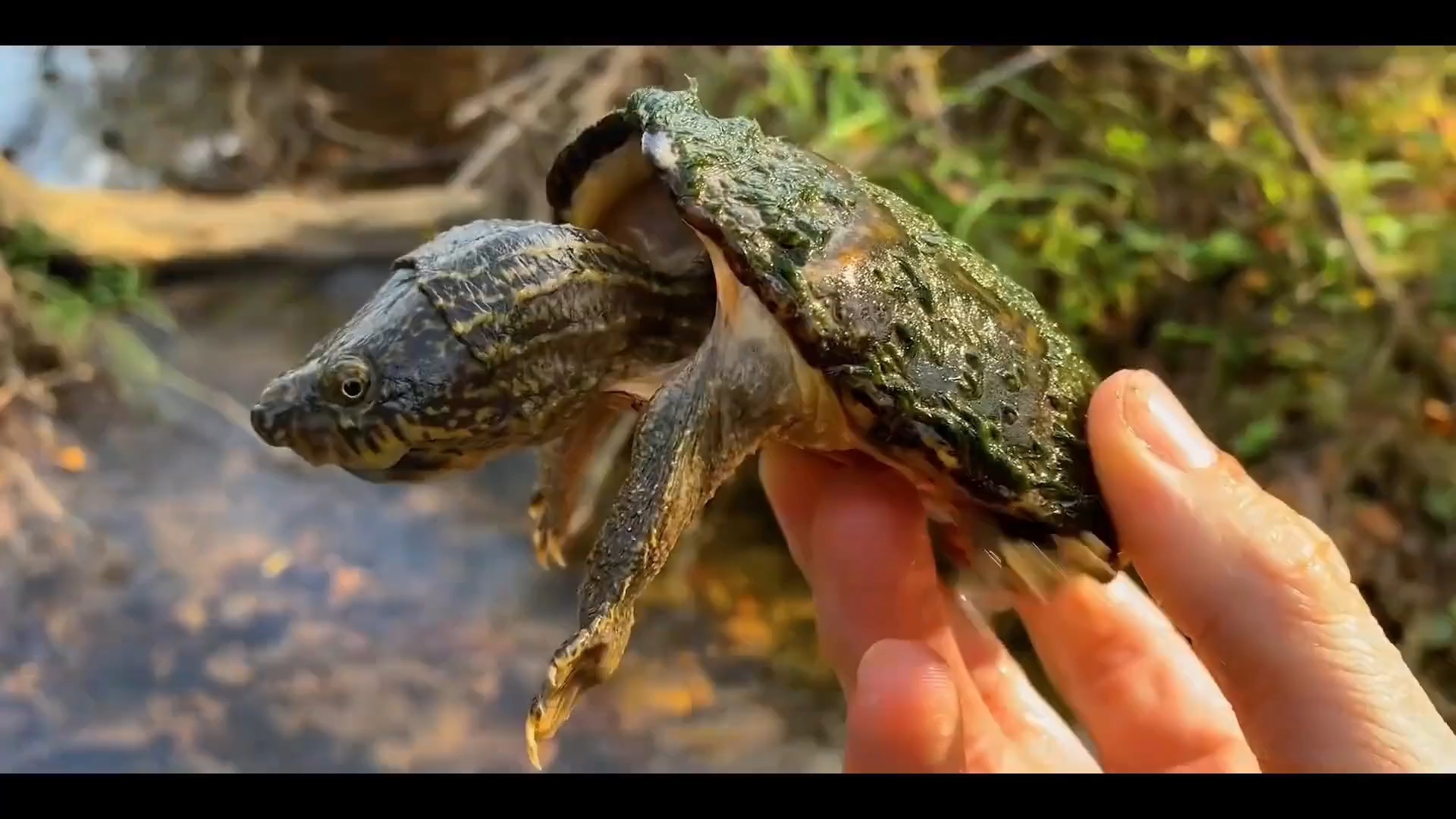 野外的虎纹蛋龟