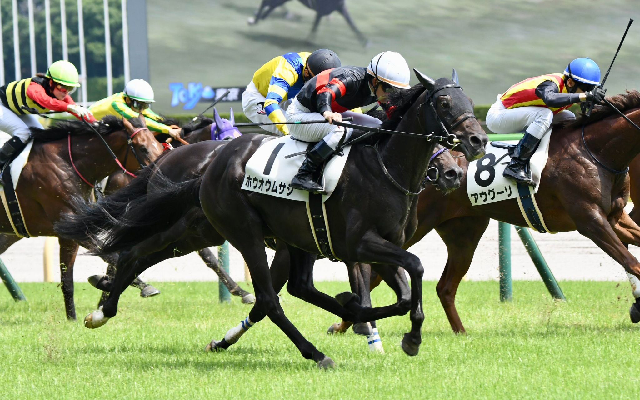 【日本赛马】6月17日 东京7r 3岁未胜利 ホウオウムサシ