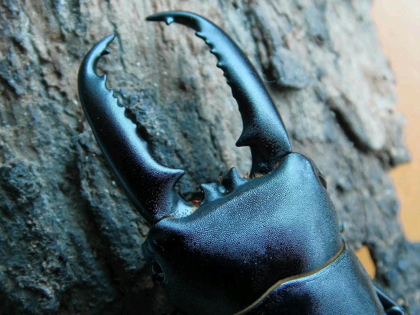 【摄影】中华扁锹