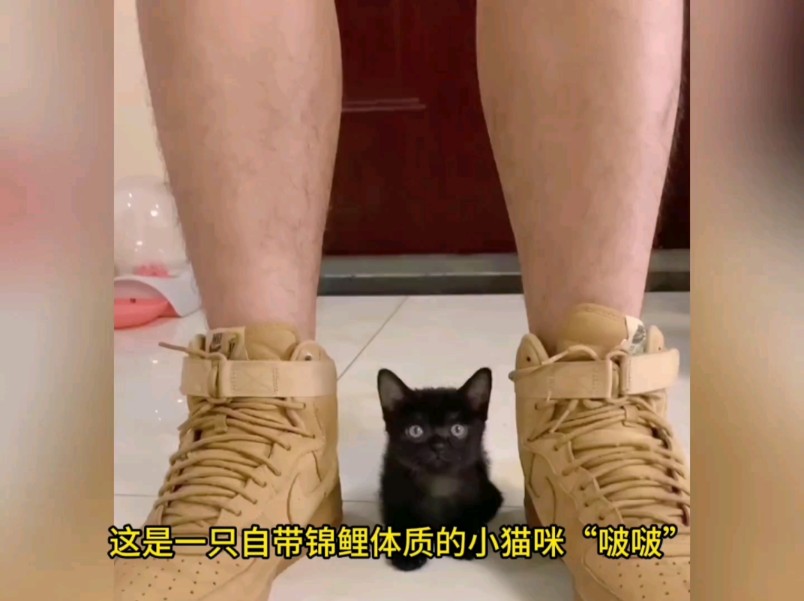 一只拥有锦鲤特质的小猫咪,你喜欢吗?#小猫可以治愈一切 #锦鲤猫 #猫咪的治愈瞬间 #可爱到爆炸哔哩哔哩bilibili