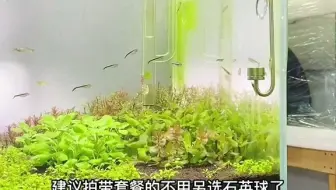 【养鱼】水妖精我要电动的！
