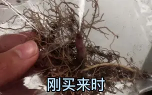 Скачать видео: 铃兰花从种植到开花20天全记录