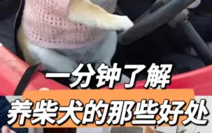 Скачать видео: 一分钟了解，养柴犬的那些好处！