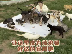 Tải video: 流浪猫大迁徙，给它们一个广阔的空间