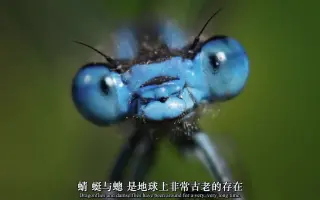 蜻蛉目 搜索结果 哔哩哔哩 Bilibili