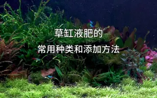 水草添肥 搜索结果 哔哩哔哩 Bilibili