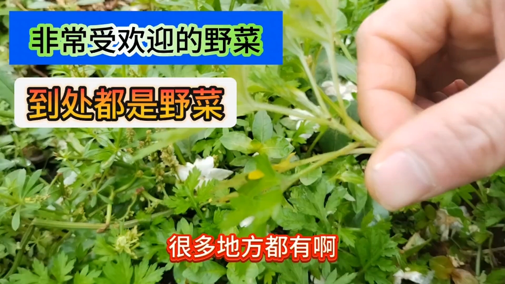 在南方人人必吃的野菜,你家乡管它叫什么呢哔哩哔哩bilibili