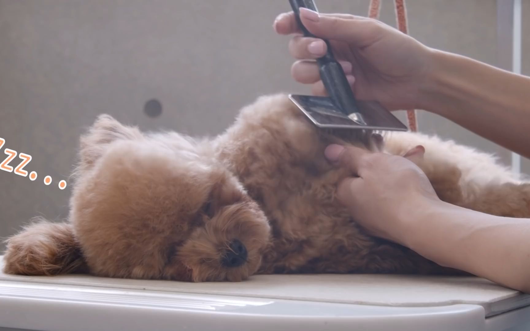 第005期:棕色棉花糖,蓬松的lumina(玩具贵宾犬修剪)