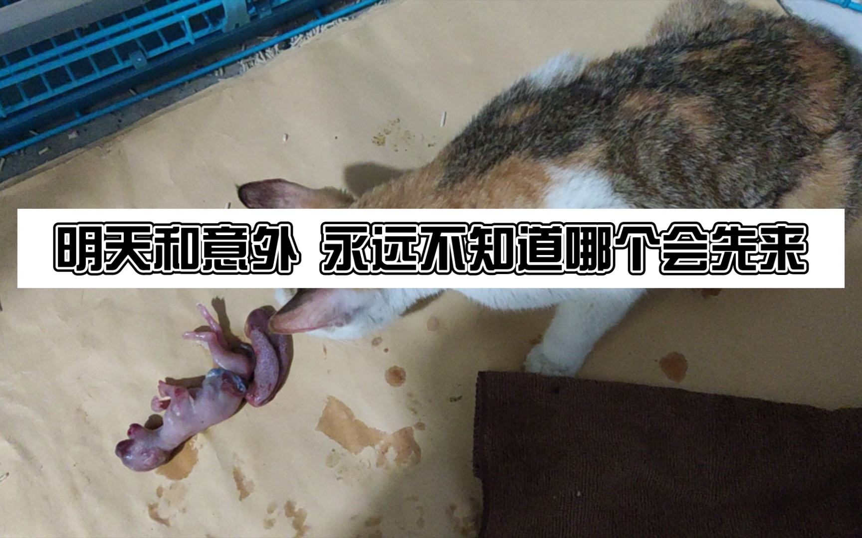 希望天下再无流浪猫…哔哩哔哩bilibili