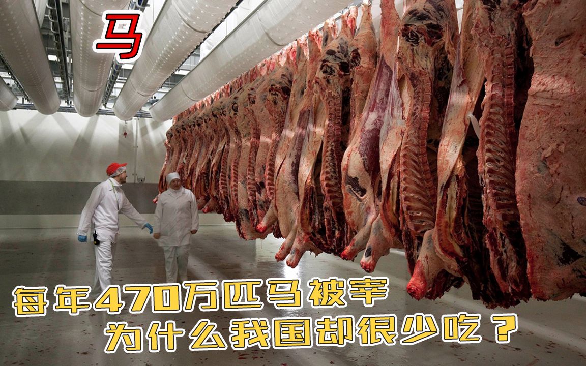 每年有470多万匹马被宰,我国却很少吃马肉,是马肉不好吃吗?哔哩哔哩bilibili