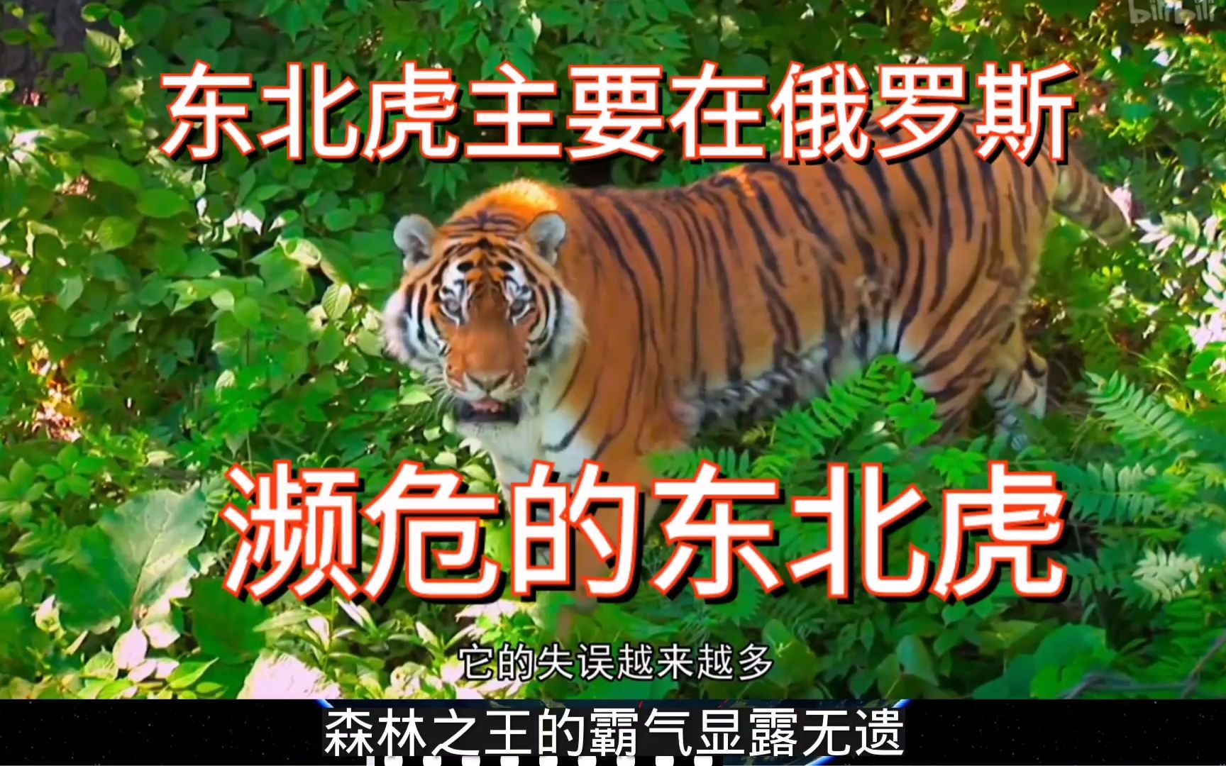 现身黑龙江的野生东北虎,为何可能来自俄罗斯?濒危的东北虎!哔哩哔哩bilibili