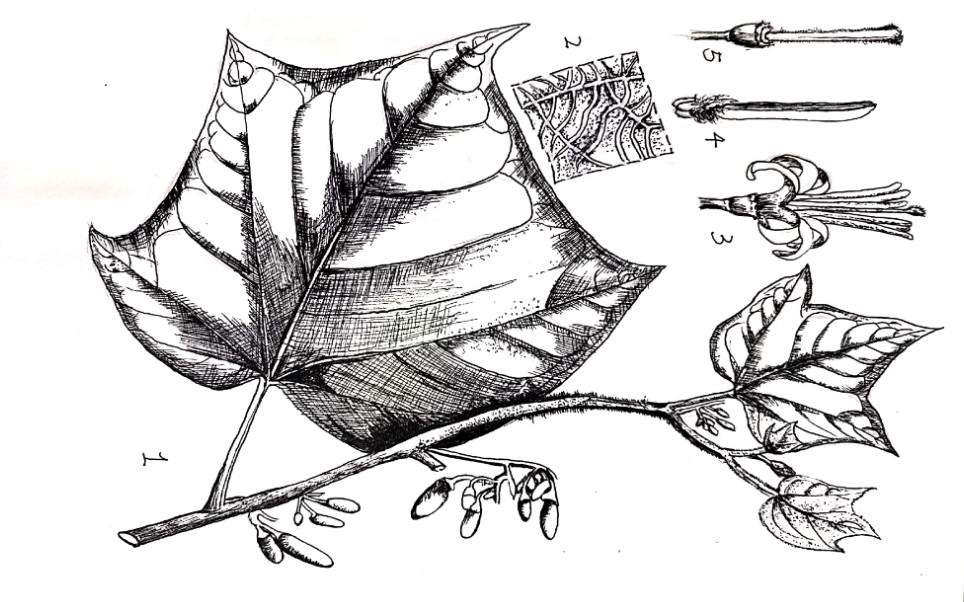 植物科学绘画云南八角枫alangiumyunnanensealangiaceae