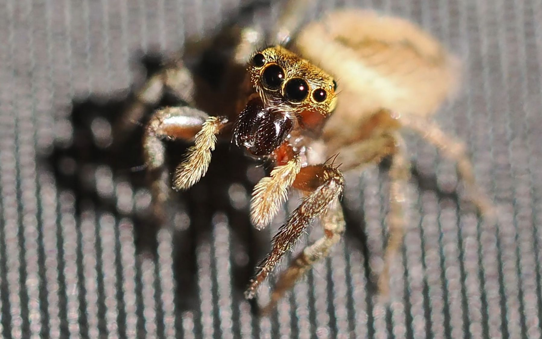 【行为图鉴】花哈沙蛛 过来跟我打招呼