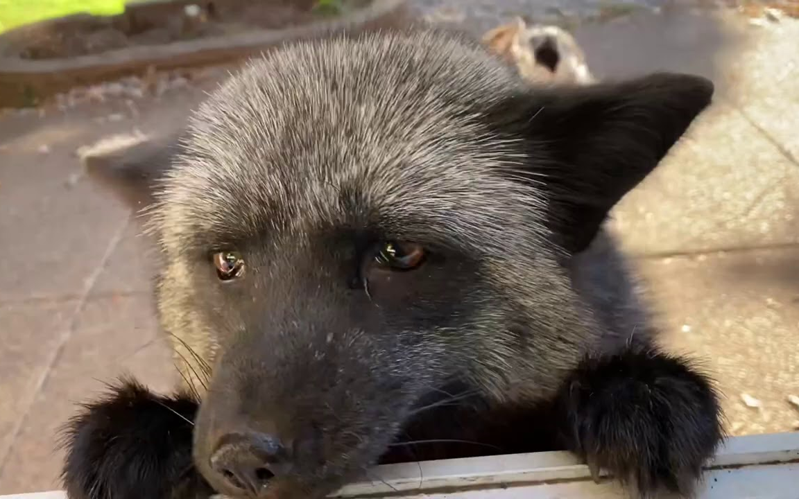 狐狸零食铺ep2狐狸saveafox