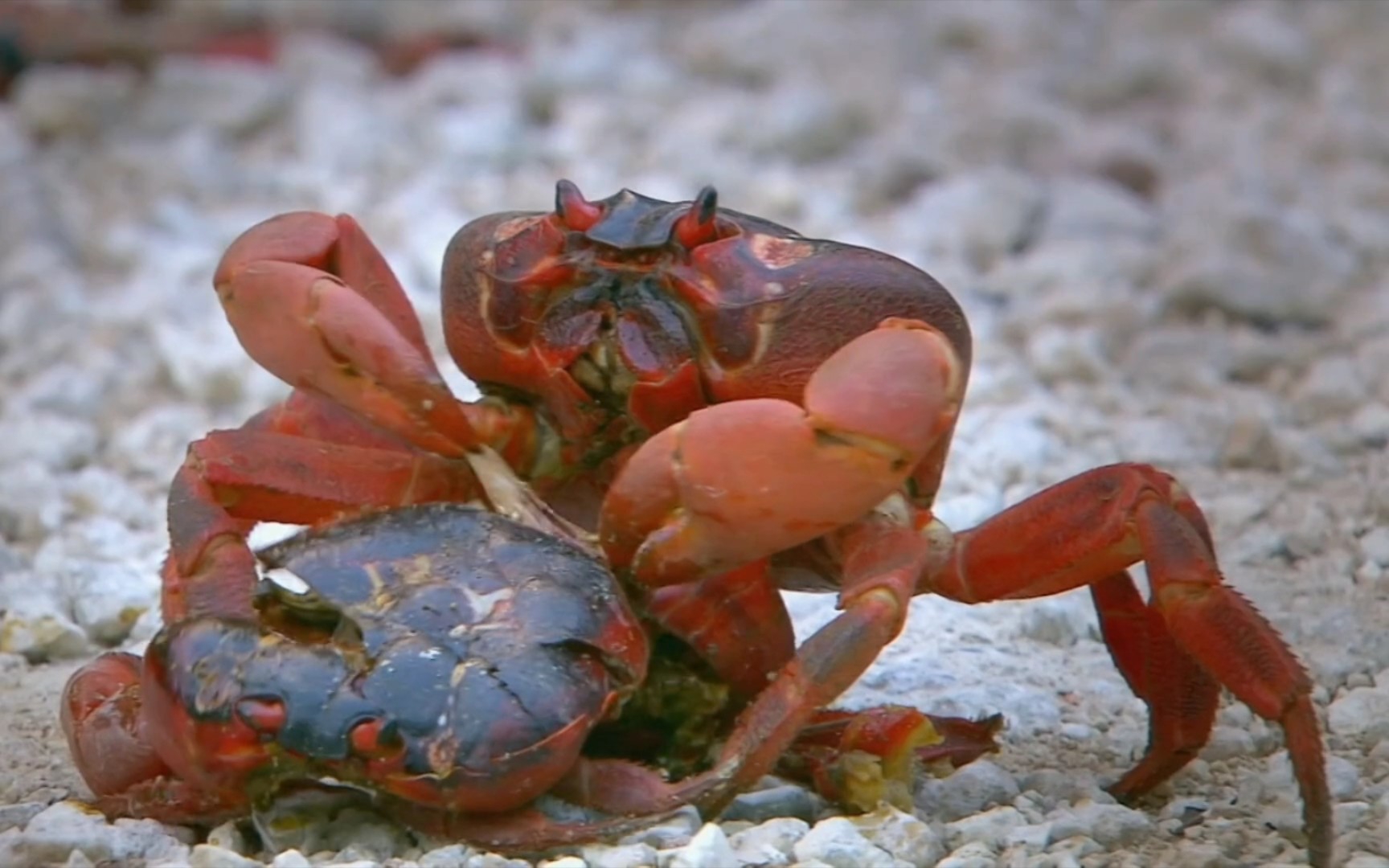 走近大自然(十).红蟹