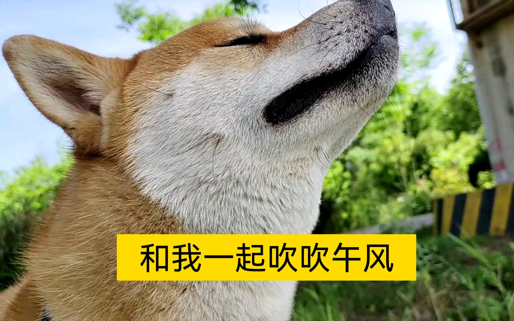 暖风午后,睡在马路牙子上,这一刻我单方面觉得人狗心相连,总之舒服