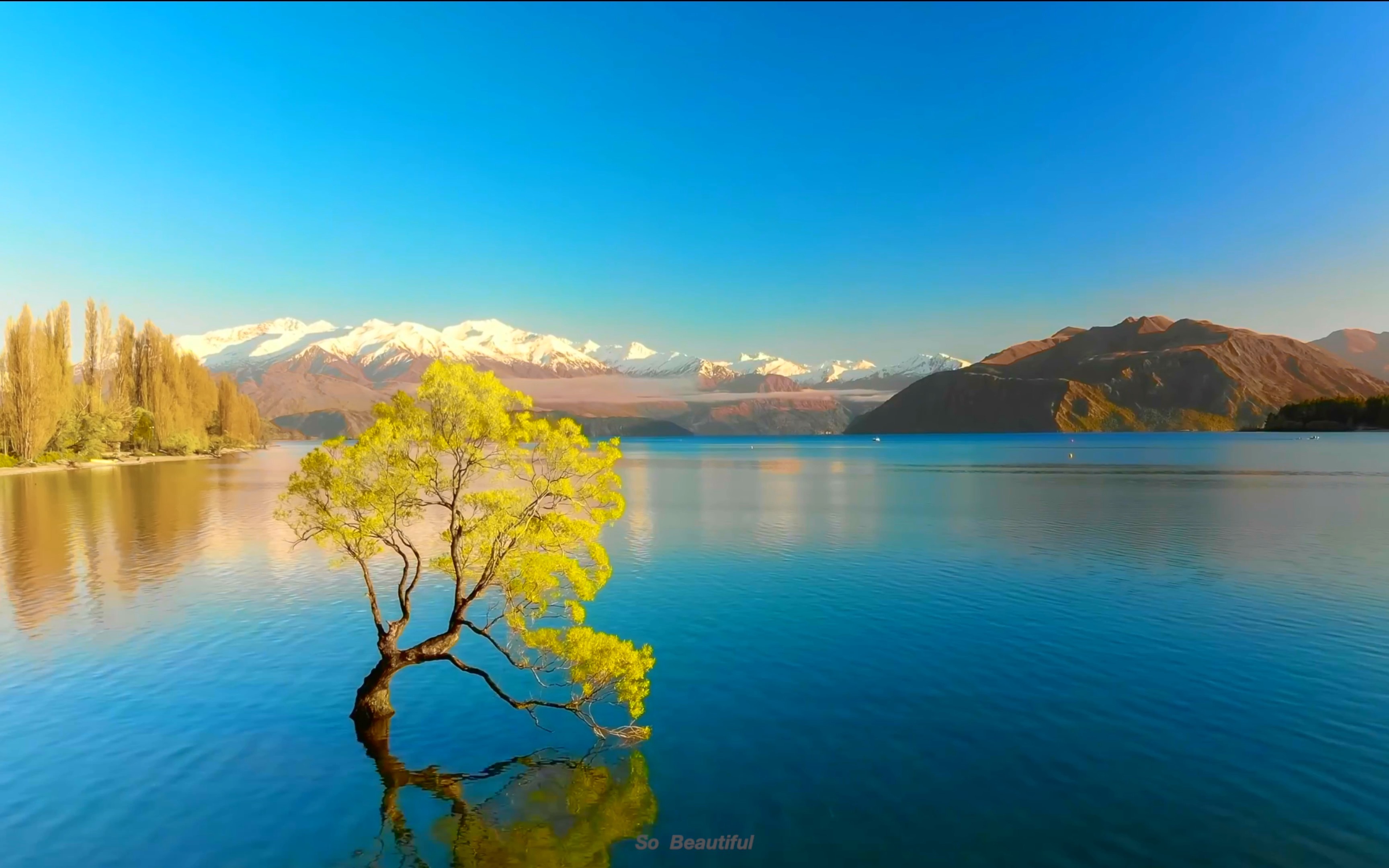 活动  新西兰普卡基湖4k