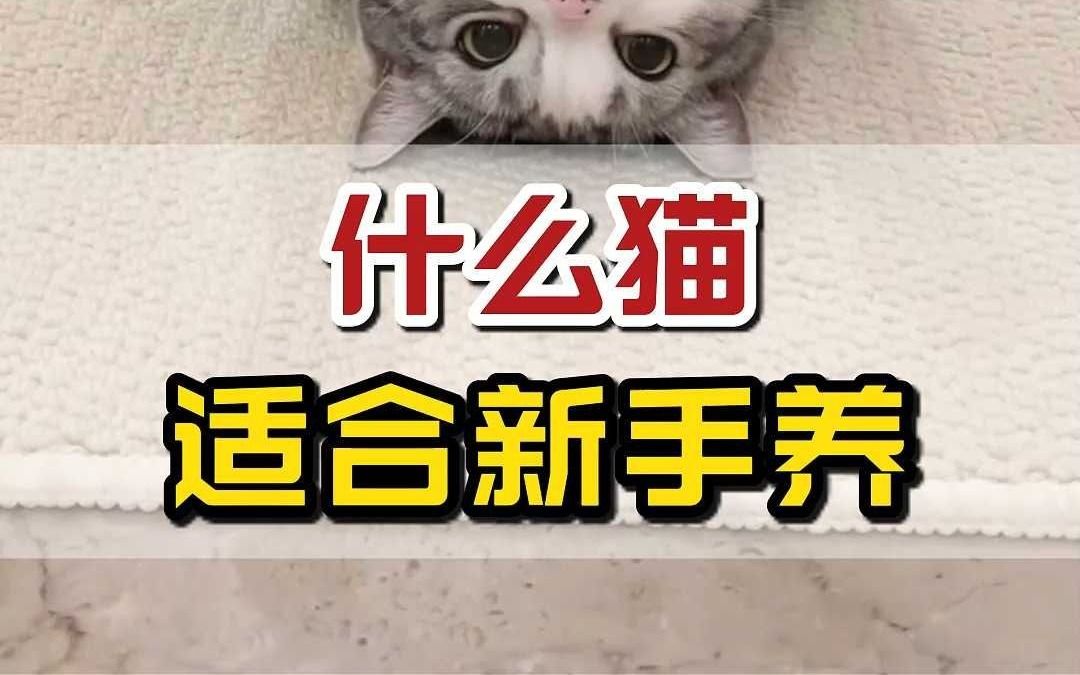 养猫qq空间=关于想养猫的昵称