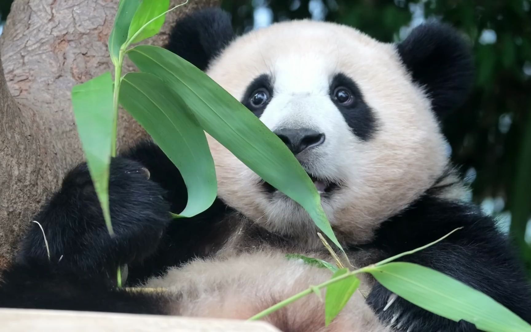 福宝开心的吃竹子
