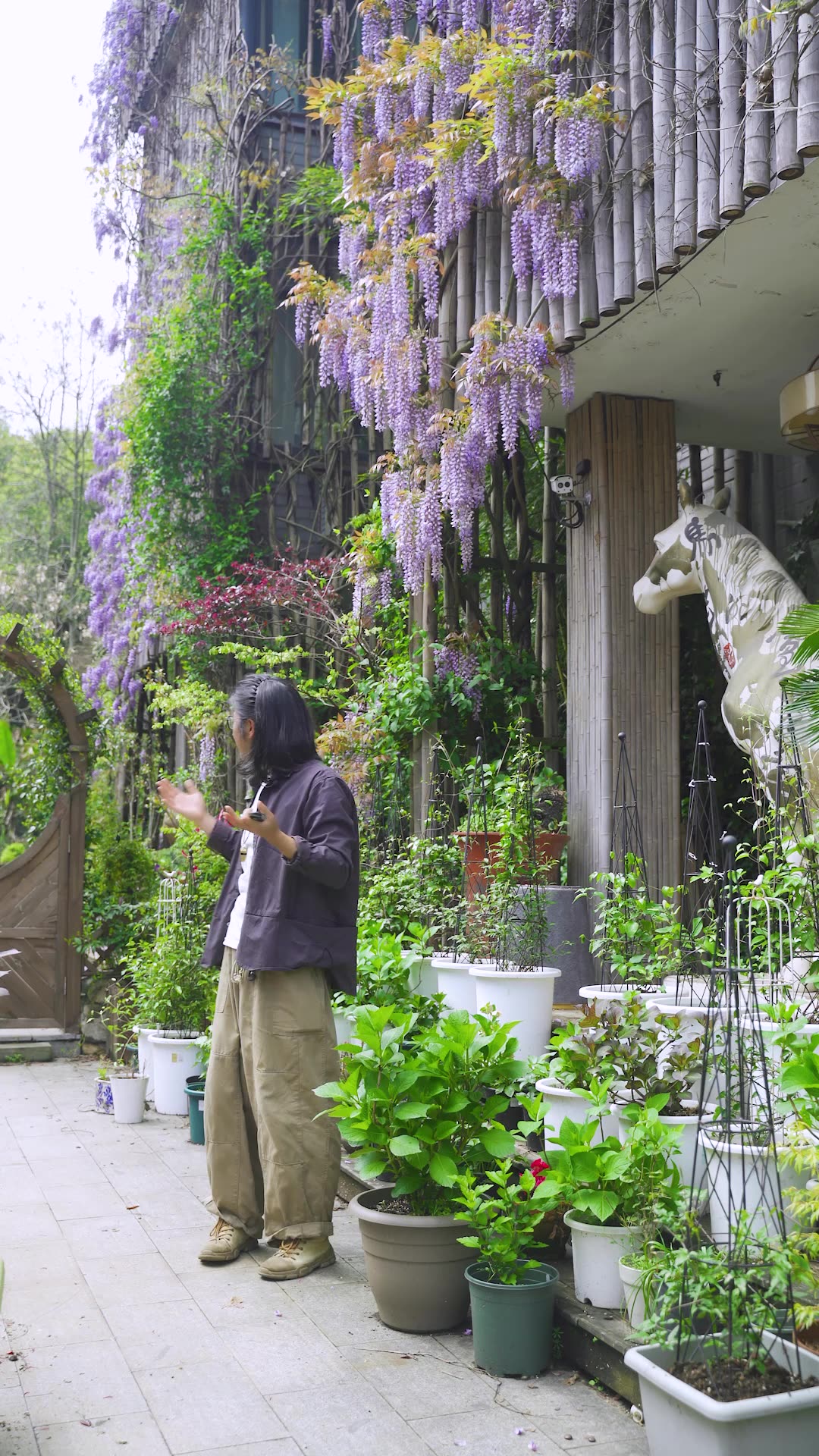 [图]花园里紫藤开了，一起来看花瀑布吧~