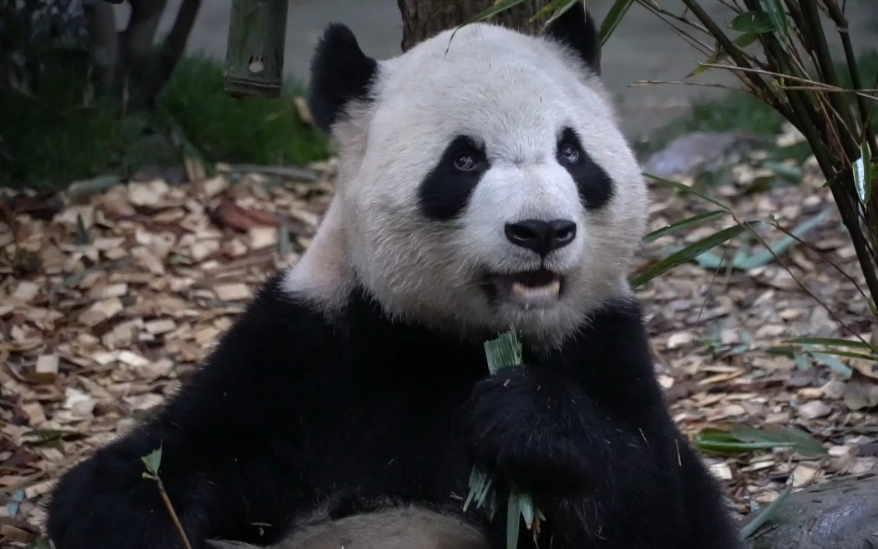 【大熊猫娅老大】冬天早晨天色暗 包场看你吃_哔哩哔哩 (゜-゜)つロ