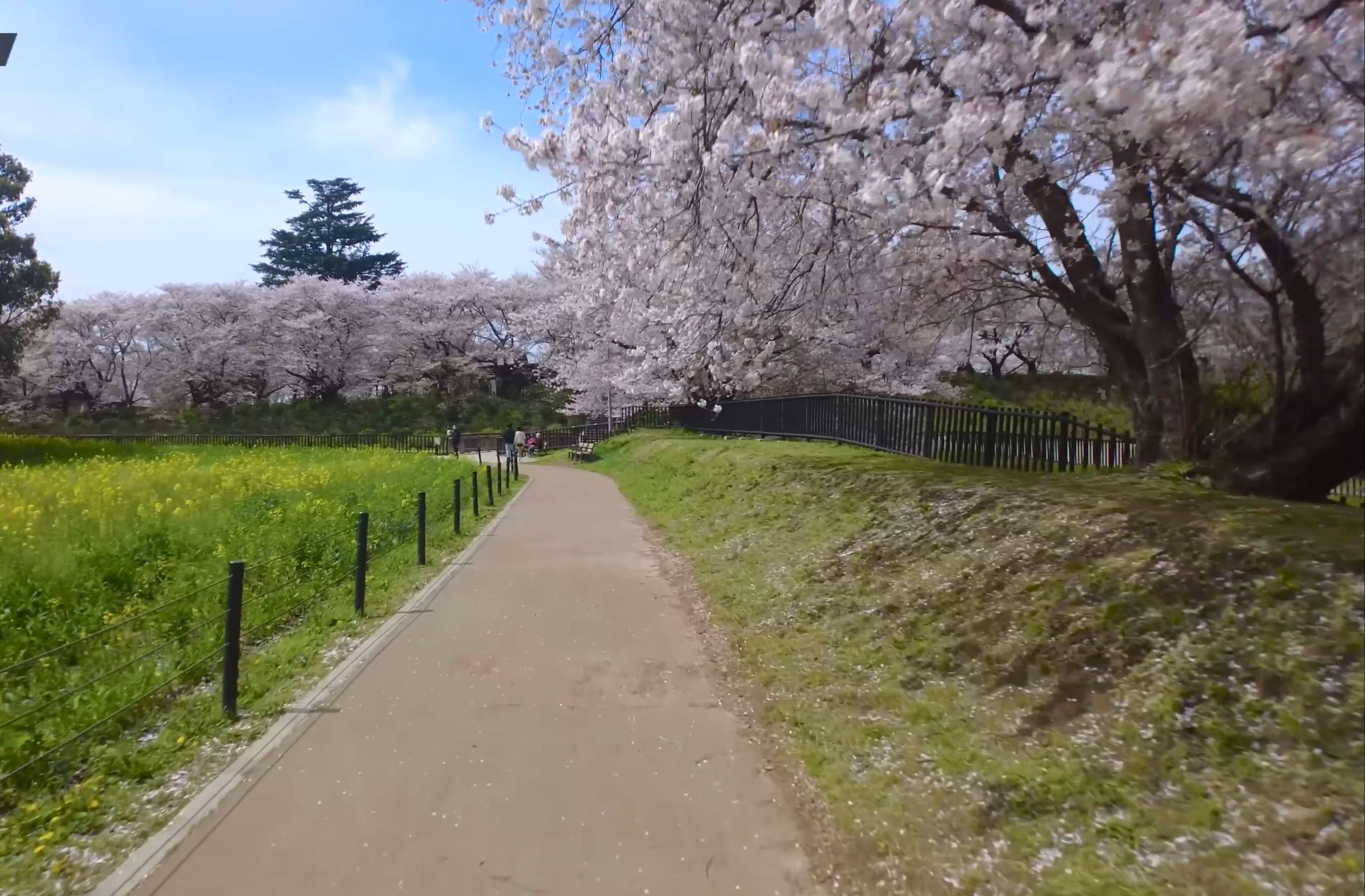 日本 幸手市 权现堂公园 樱花堤慢跑 跑步机跑步 健步走用
