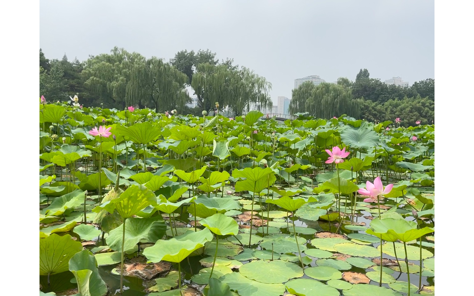 【夏日限定美景】紫竹院荷花船,感受北京的夏天!