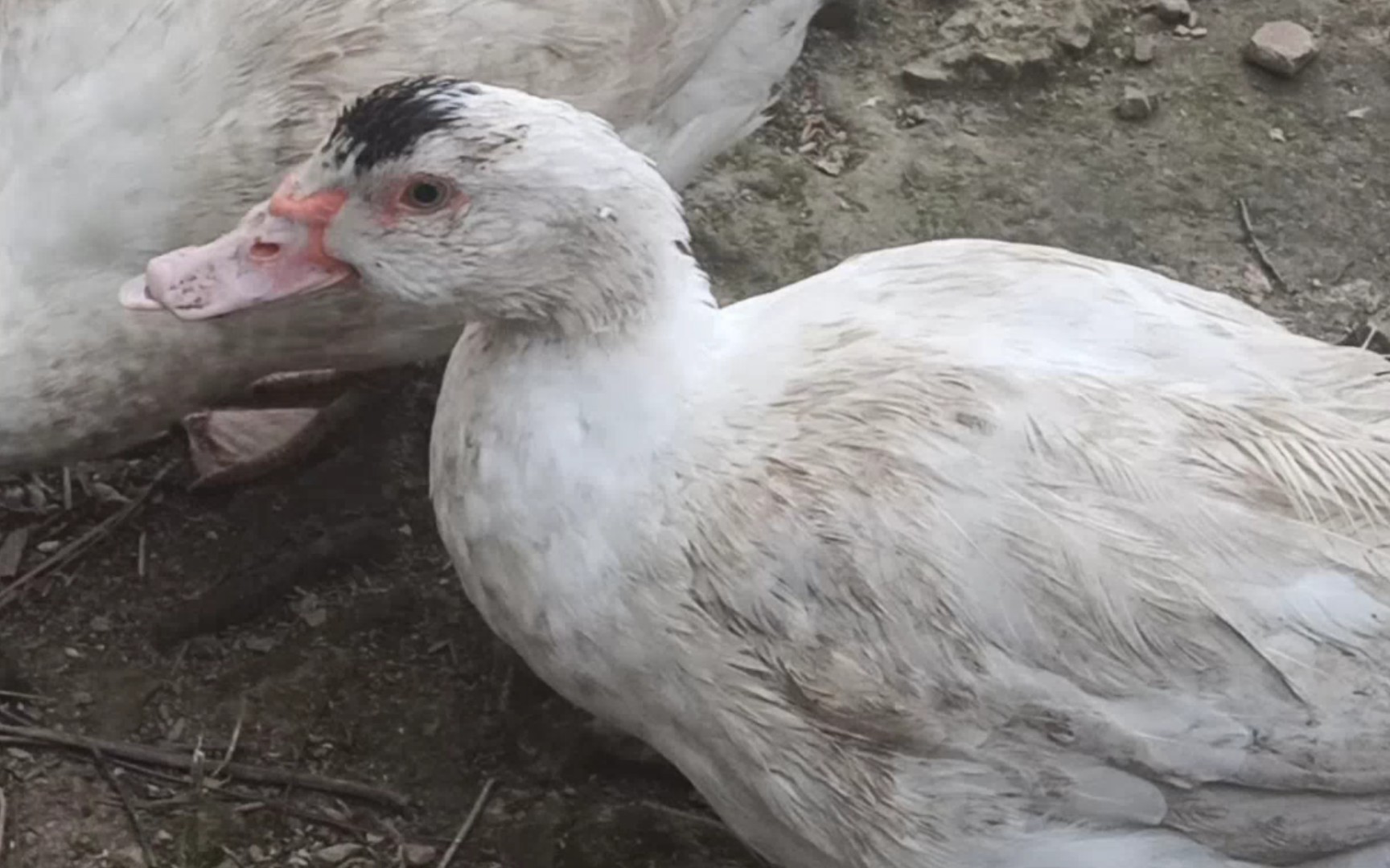 看小母鸭子,都觉的的眉清目秀