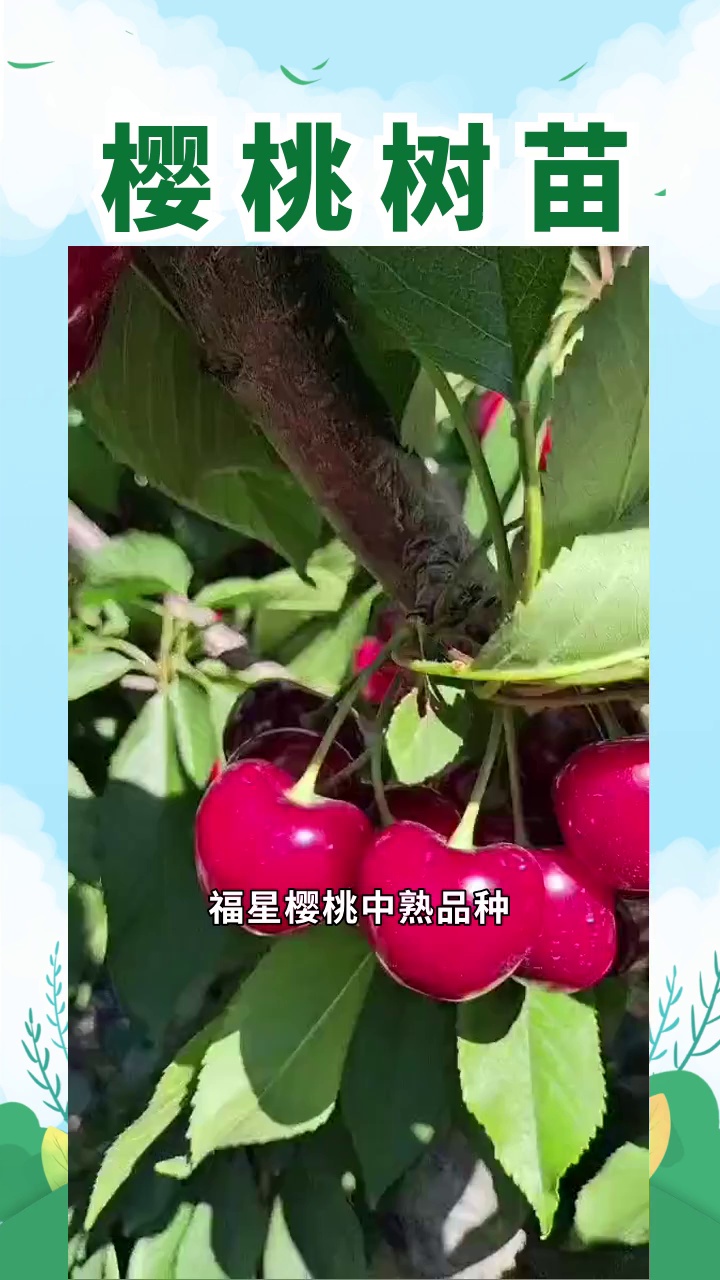 蜜泉大樱桃品种介绍图片