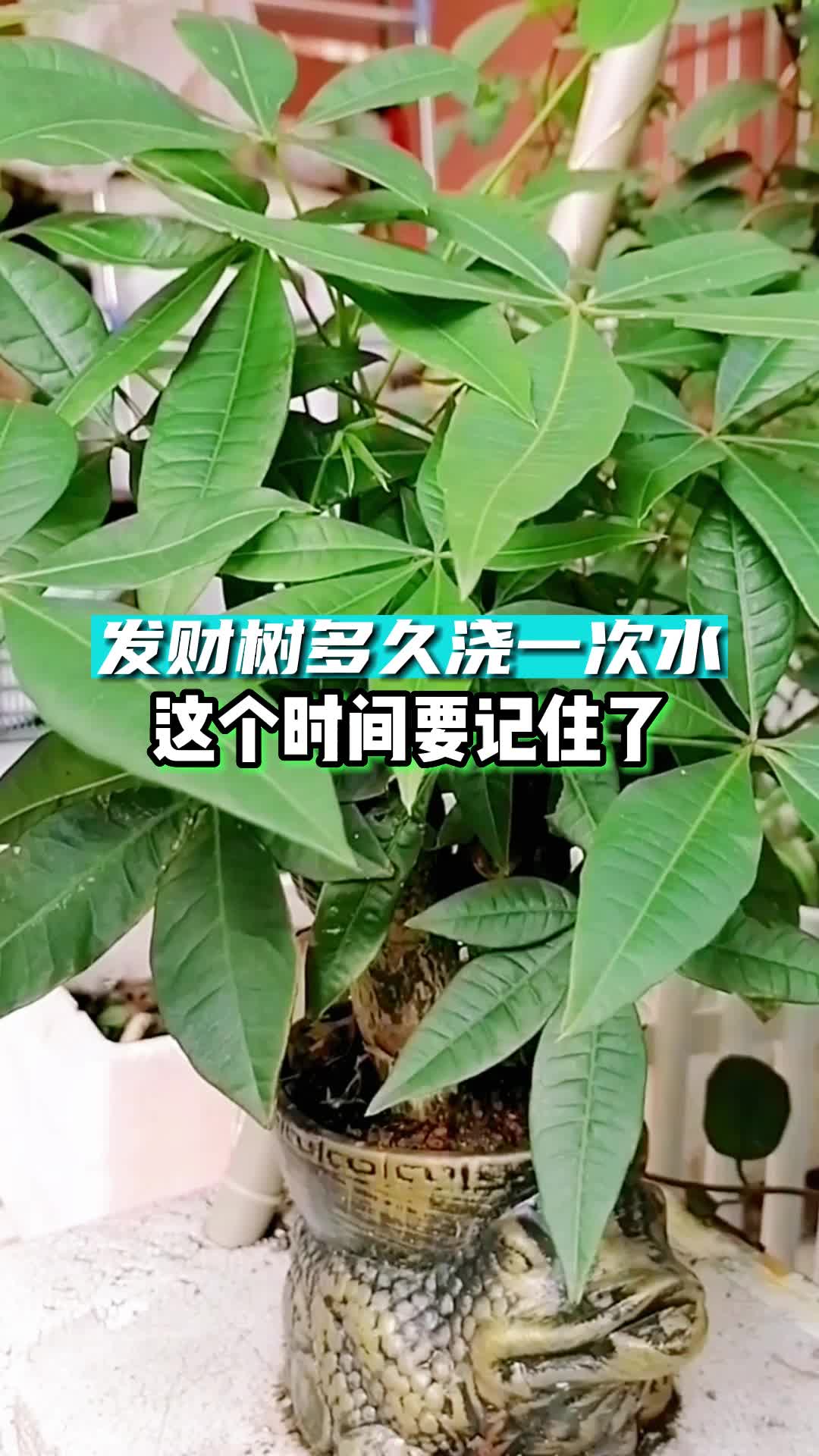 发财树多久浇一次水,这个时间要记住了哔哩哔哩bilibili