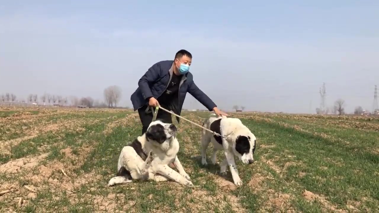 欣赏下纯种俄罗斯中亚犬的风范,威武霸气漂亮帅气,越看越喜欢哔哩哔哩bilibili