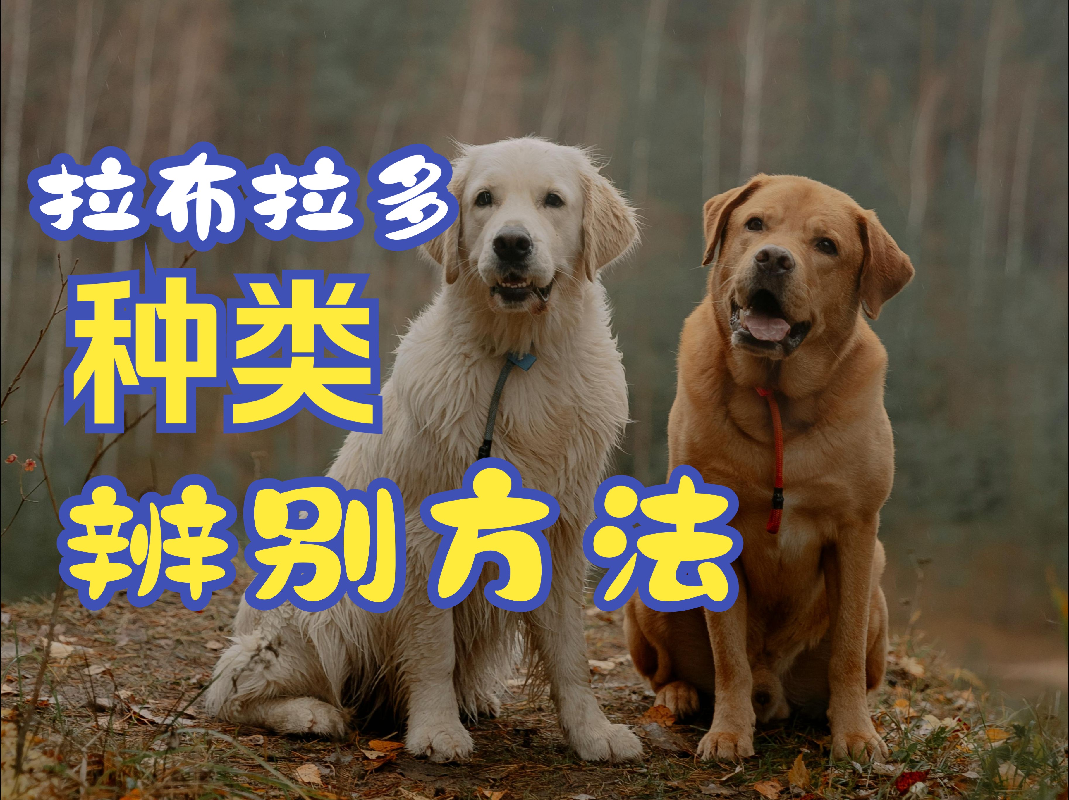 【拉布拉多犬篇】拉布拉多犬的类型及如何区分不同类型的拉布拉多犬哔哩哔哩bilibili