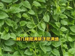 下载视频: 木耳菜，夏天种植正好