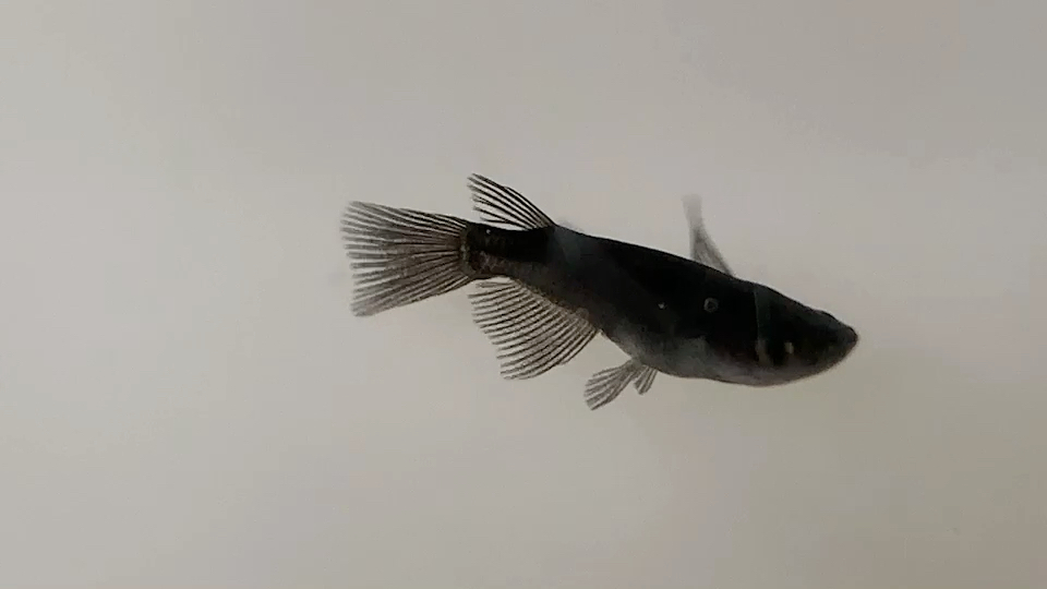 rlf大蛇【玩家观背青鳉繁育基地】