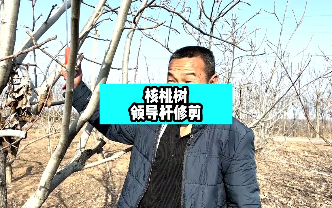 核桃树领导杆修剪哔哩哔哩bilibili