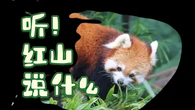 小熊猫一二-哔哩哔哩_Bilibili