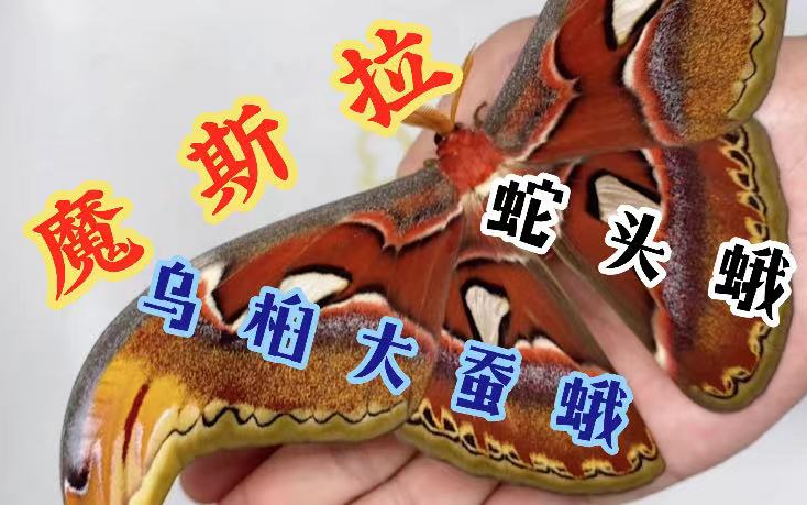 乌桕大蚕蛾 蛇头蛾 魔斯拉/羽化/幼虫/蚕/爬宠
