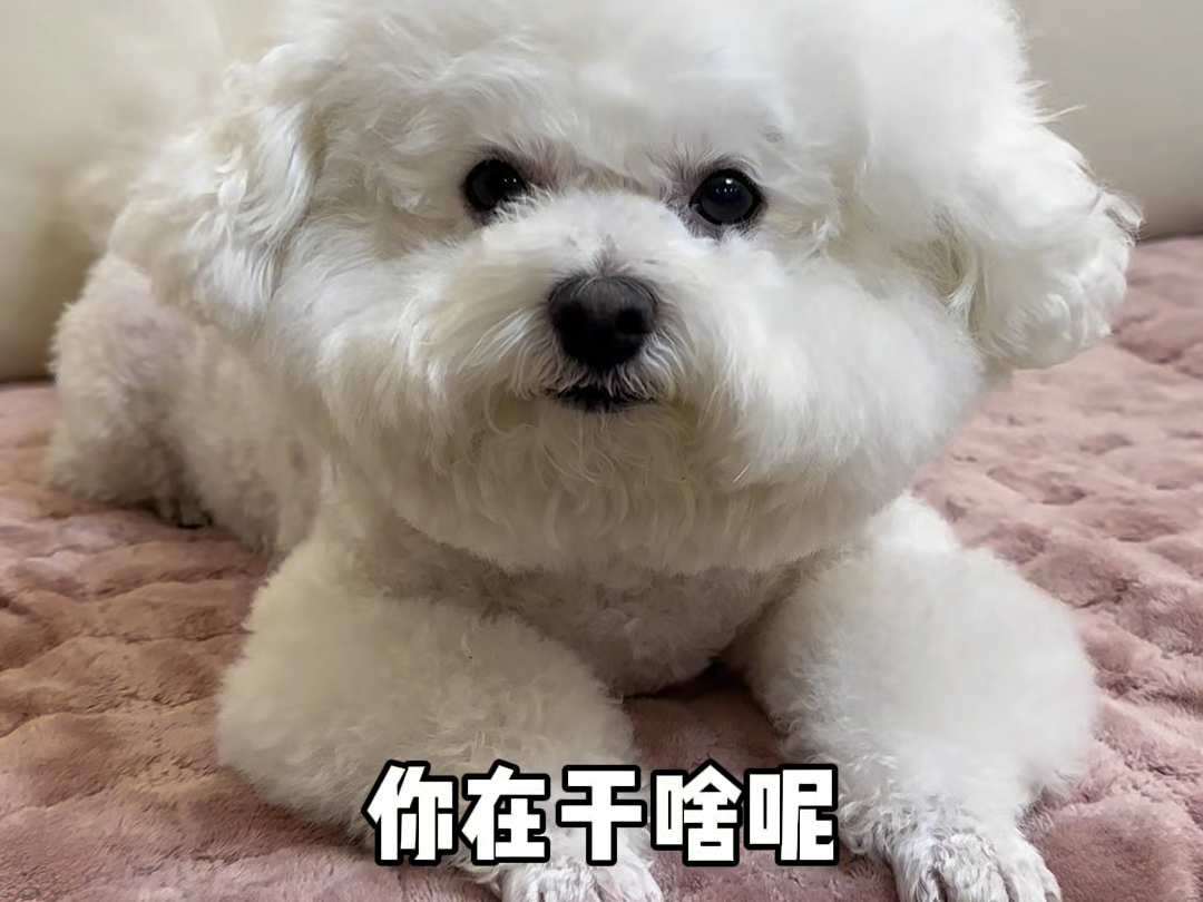 你在干啥呢