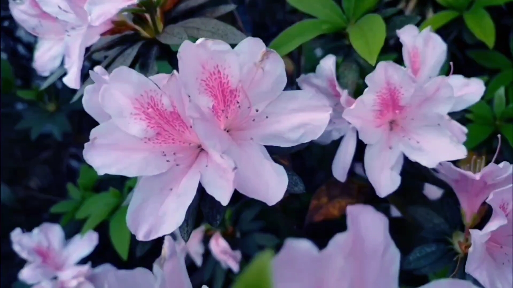 百花齐放鲜花盛开一路风景如画花海如潮逛公园