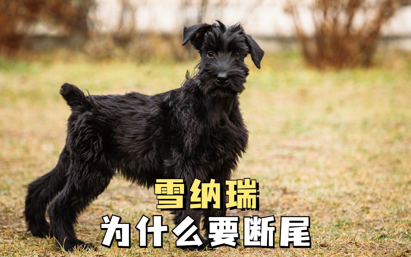 为什么要给雪纳瑞断尾?有必要吗?