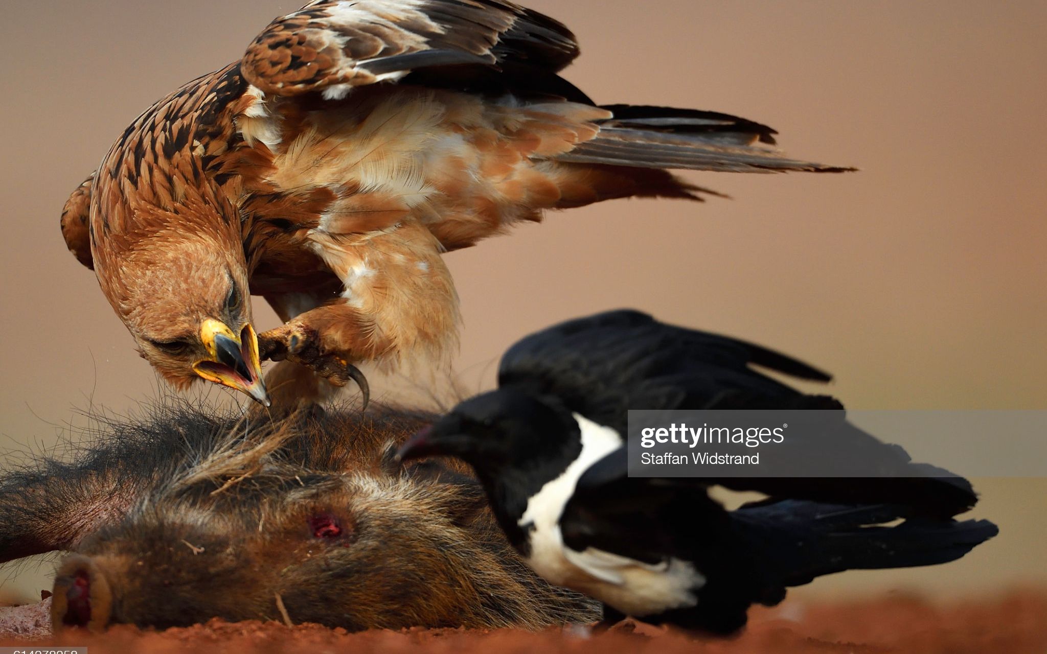 活动作品别忘了我是食肉动物臭鼬捕食小鹿