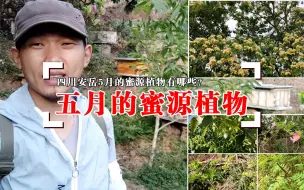 Video herunterladen: 四川安岳，五月份大流蜜期已过，山上还能找到哪些蜜源植物？