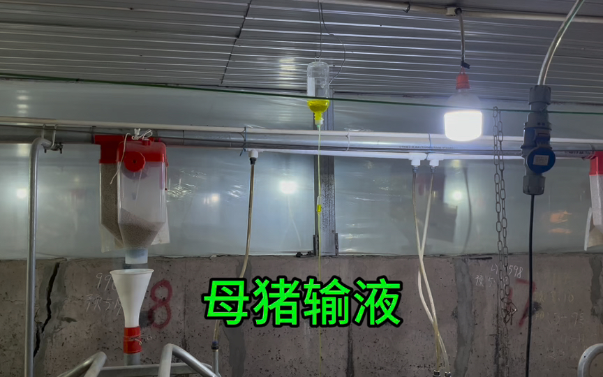 给母猪挂个吊瓶,还是个孕猪,希望赶紧吃料吧