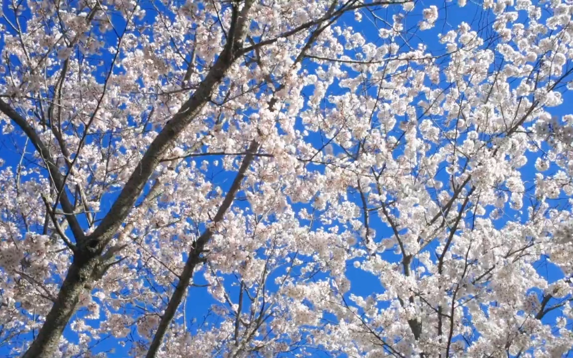 [图]古籍珍稀版本知见———（十）（宋本）