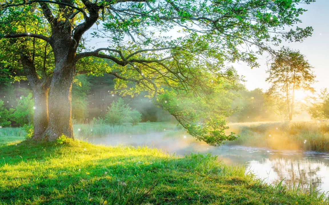 【 早上音樂】清晨鳥鳴聲流水聲滿滿正能量~大自然音律 放鬆音樂 早上