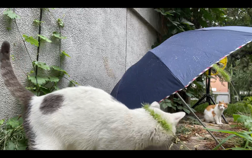 屋檐下躲雨唯美图片