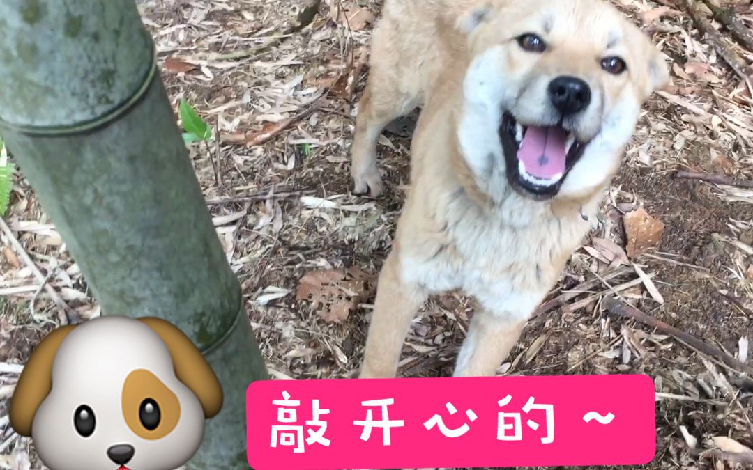 【中华田园犬】主人去挖竹笋,田园犬满山撒欢超级开心