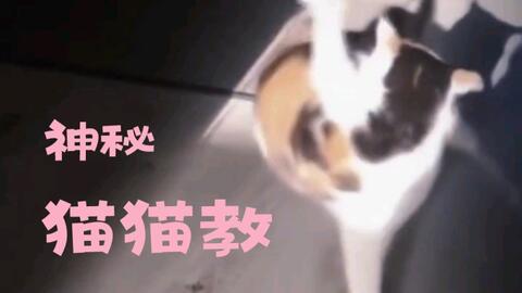 神秘猫猫教 哔哩哔哩