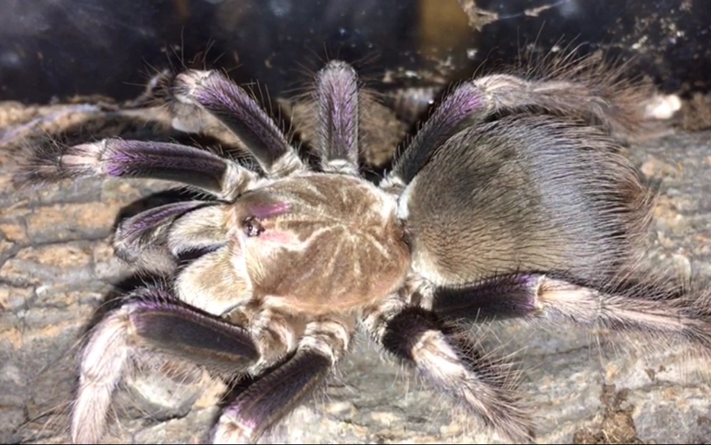 【翼】佛系基佬紫蜘蛛 多只蟑螂扔到面前一步不挪 up家里的颜值担当美