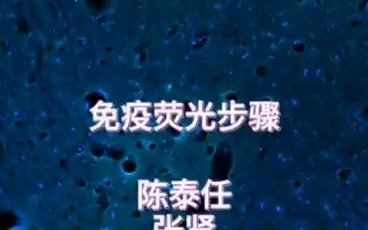 17陈泰任免疫荧光染色哔哩哔哩bilibili